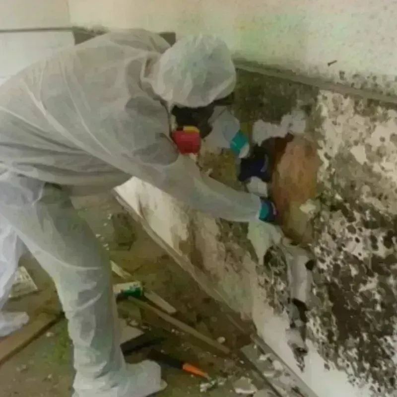 Mold Remediation and Removal in Cranbury, NJ